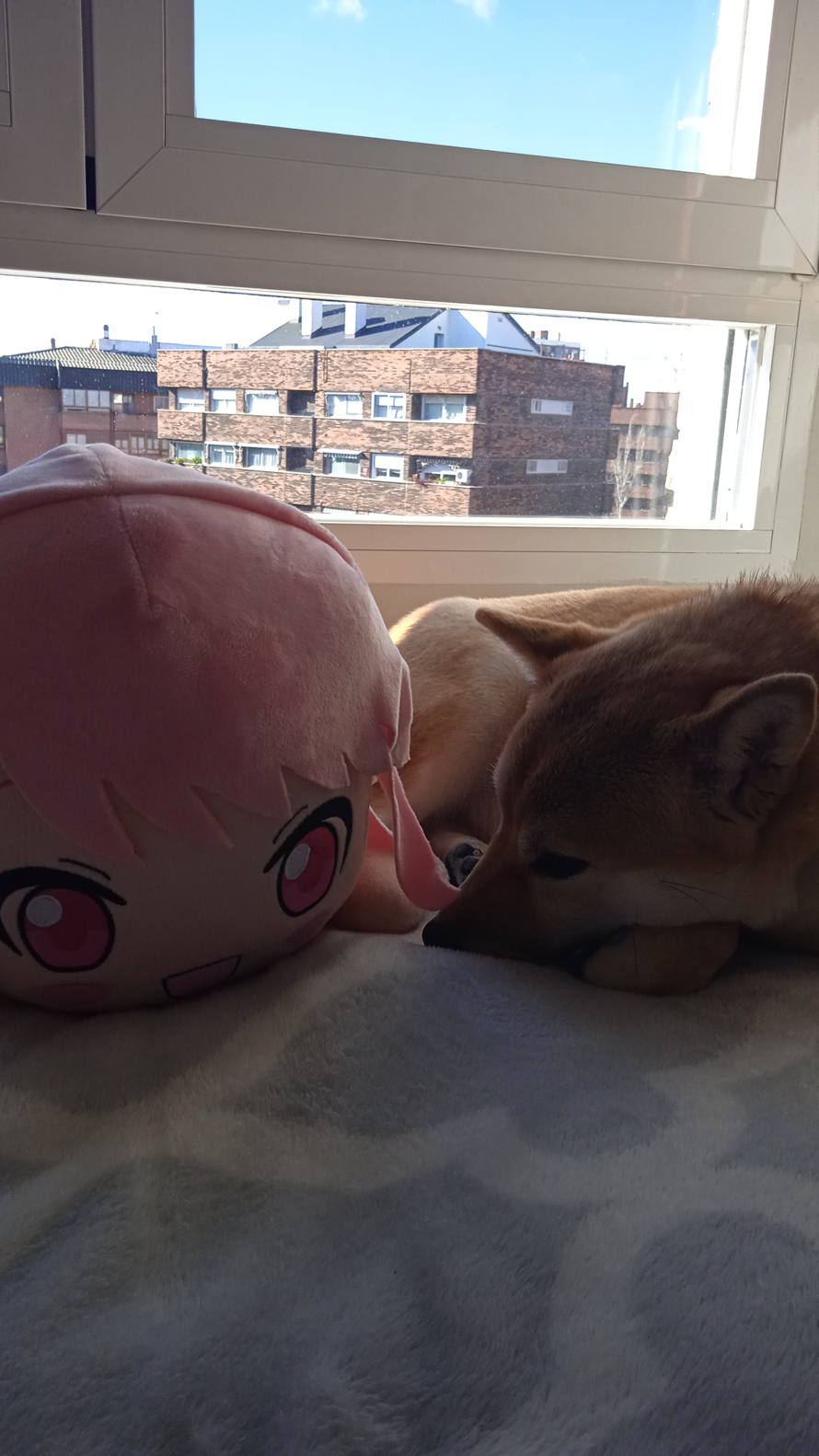 After a few days, my Aya nesoberi arrived!  It looks like my dog likes her! 
I got another pasupare...