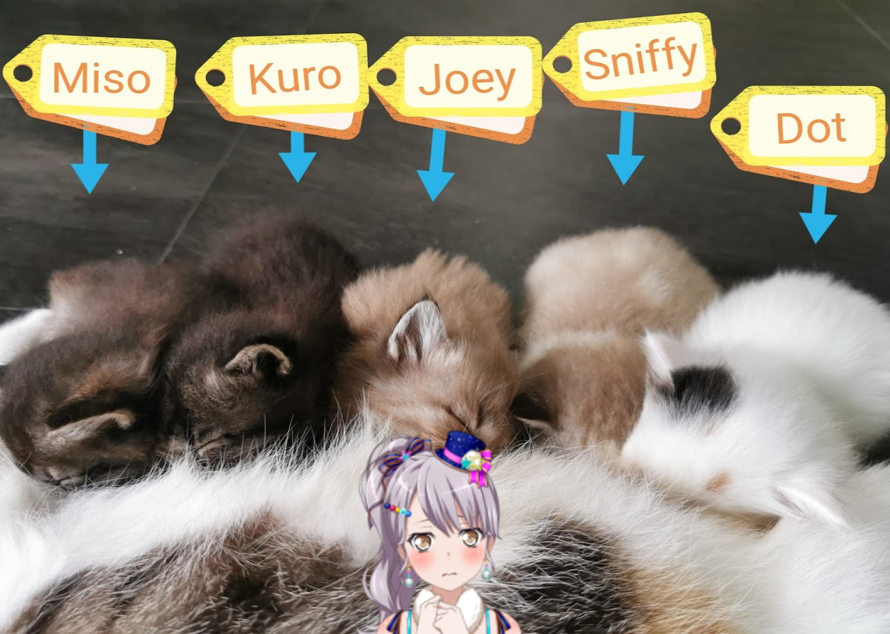 Meet my new kittens!