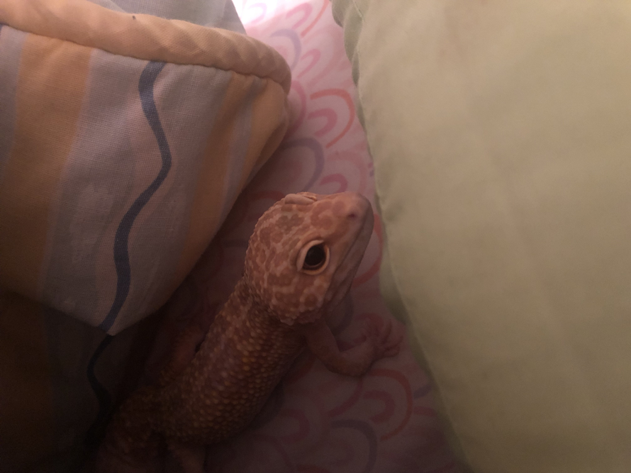 not bandori related but look at my stupid son. he loves anime girls