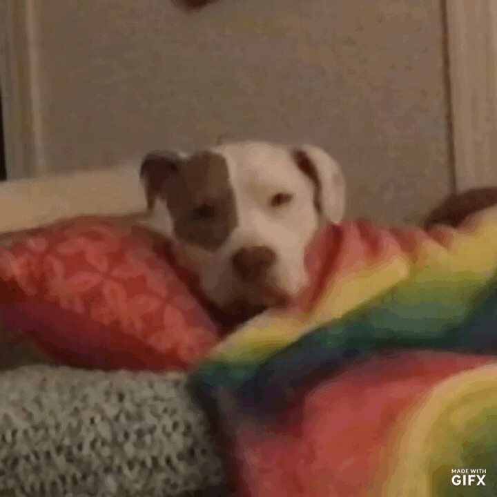 I was bored so I made a GIF of my dog. Slice of life right here