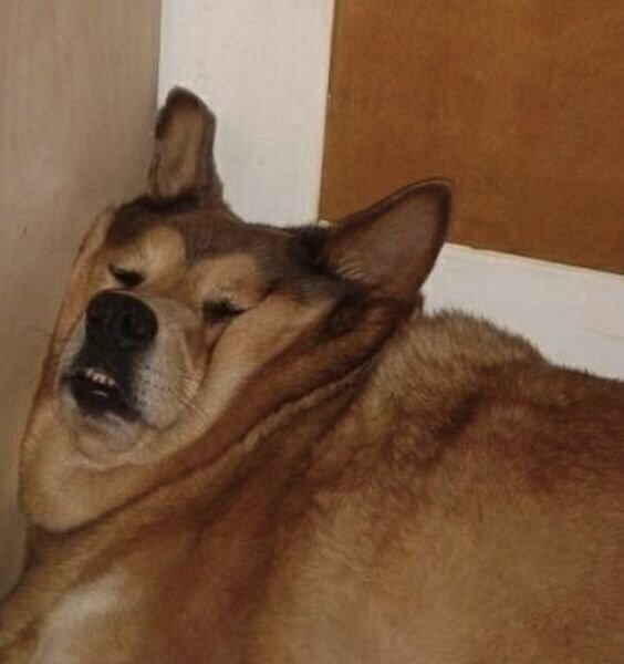 ive ate too many tater tots bc i hadnt eaten anything else today hnnnnnnnnggghahhhh