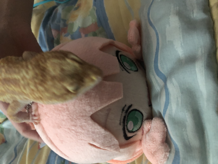 tiny himaneso came in today